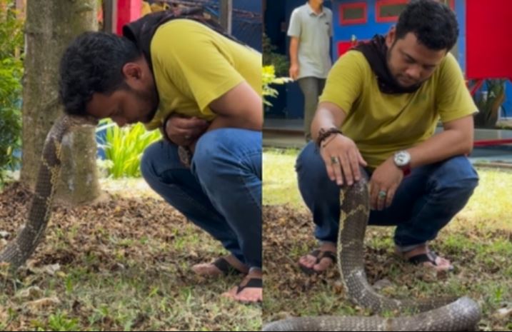 Người đàn ông vuốt ve rắn hổ mang khổng lồ, cư dân mạng sửng sốt trước sự tự tin tuyệt đối: 'Đây là mức độ không sợ hãi vượt xa mọi giới hạn'