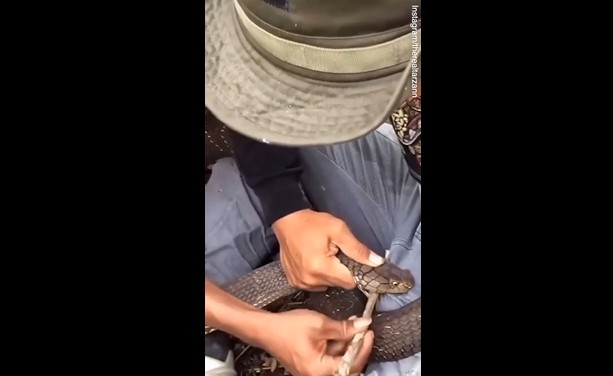 CLIP: Đi rừng, người đàn ông bị rắn hổ mang cắn vào chỗ hiểm, đau đớn kêu la