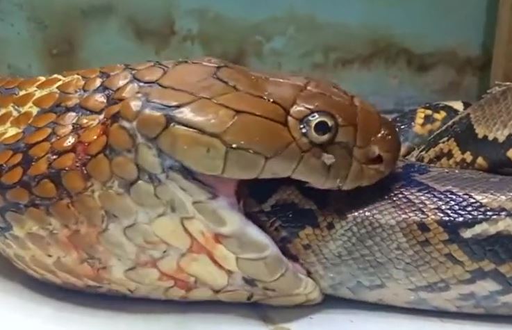 CLIP: Siết được rắn hổ mang chúa, trăn vua vẫn bị kẻ thù xơi tái