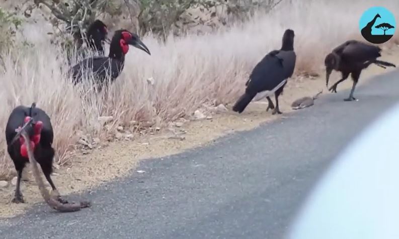 CLIP: Đang tán tỉnh nhau, 'cỗ quan tài sống' bị chim hồng hoàng tóm được và cái kết đẫm máu