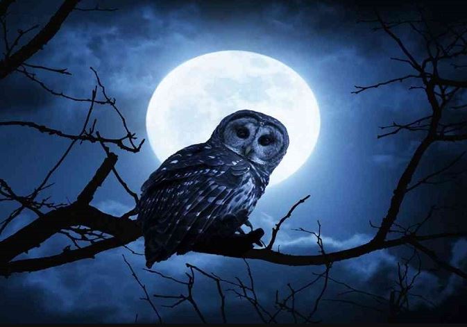 Vì sao nhiều loài động vật chọn sống về đêm, ngủ ban ngày?