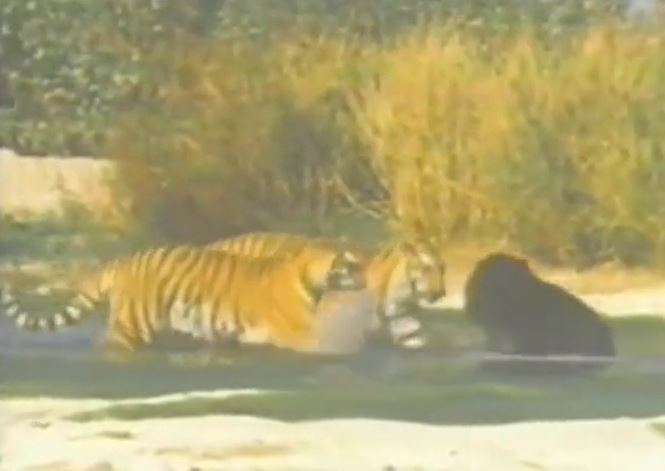 CLIP: Màn tử chiến bất phân thắng bại của gấu đen và 2 con hổ