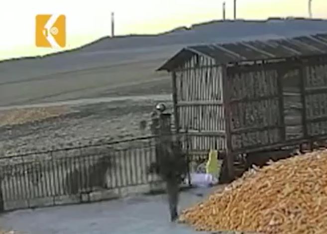 CLIP: Hổ phá cổng xông vào tấn công người và cái kết 'thót tim'