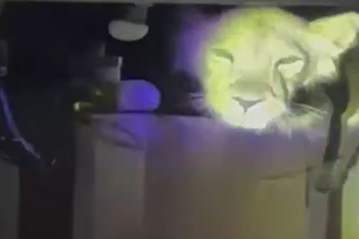 CLIP: Nghe tiếng động lạ lúc nửa đêm, soi đèn thì phát hiện sư tử nằm chình ình trên nóc tủ lạnh