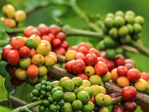 Giá nông sản hôm nay 6/4/2025: Cà phê tiếp tục mất giá, hồ tiêu bật tăng mạnh mẽ