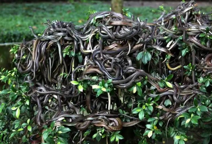 Khám phá đảo rắn - Vùng đất chết chóc đáng sợ bậc nhất hành tinh