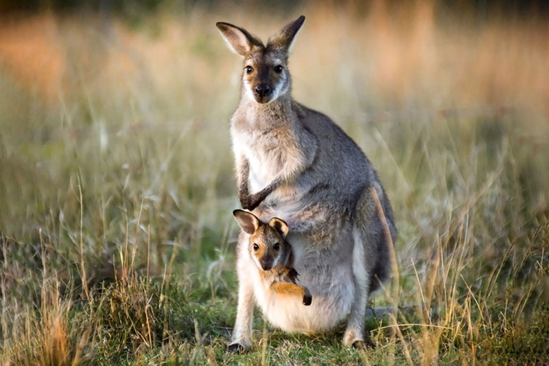 Giải mã bí ẩn sinh sản của kangaroo: 3 âm đạo, 2 tử cung nhưng chỉ ‘xuất chuồng’ 1 con/lần