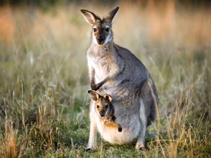 Giải mã bí ẩn sinh sản của kangaroo: 3 âm đạo, 2 tử cung nhưng chỉ ‘xuất chuồng’ 1 con/lần
