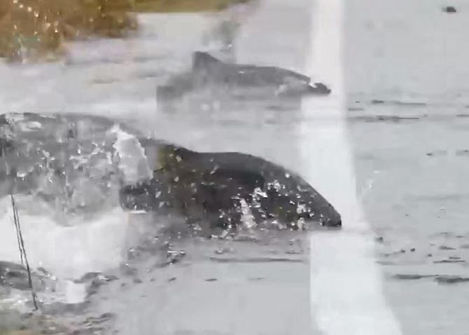 CLIP: Kỳ lạ khoảnh khắc cá hồi bơi qua đường quốc lộ ở Washington, Mỹ