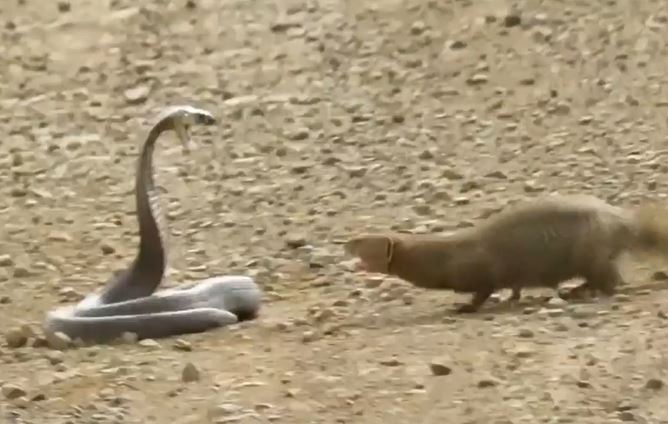 CLIP: Đụng độ cầy Mangut, rắn hổ mang Nam Phi bị kẻ thù xé xác