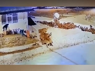 CLIP: Chó nhà dũng cảm một mình đối đầu bầy sói – Cái kết khiến ai cũng bất ngờ