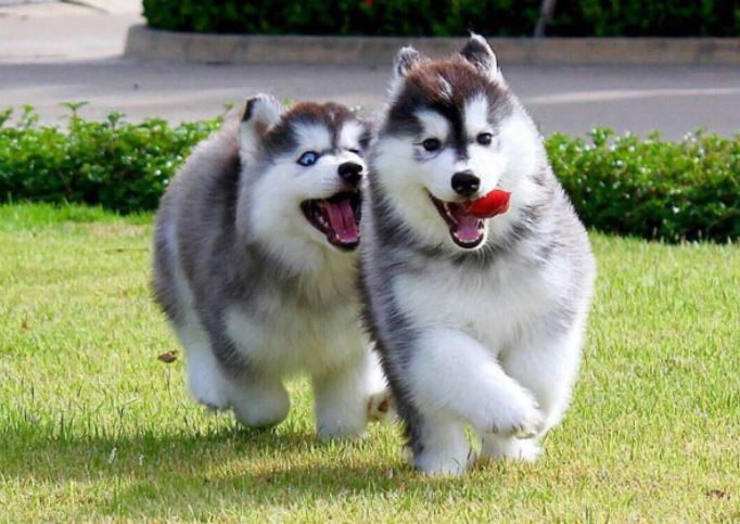 Tại sao chó chỉ hung dữ với người này nhưng lại thân thiện với người khác?