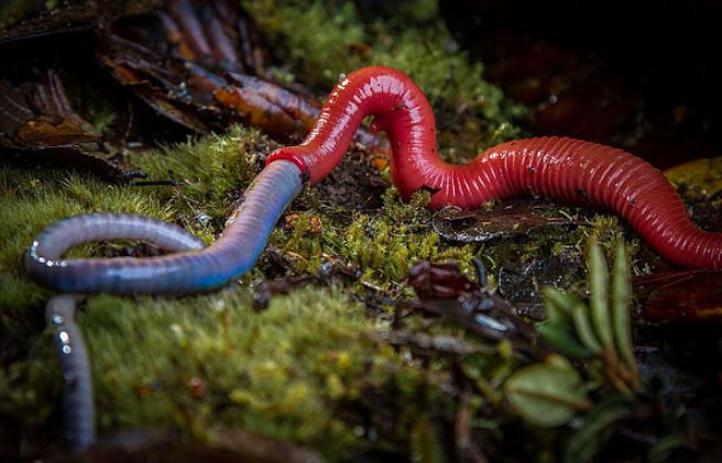 7 loài động vật hoang dã có độc thường gặp ở nông thôn: liệu bạn có sợ con nào nhất?