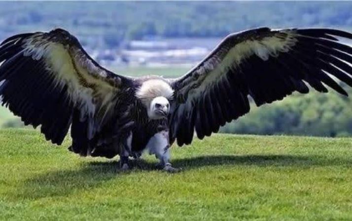 Loài chim khiến cả sư tử và hổ cũng phải dè chừng!