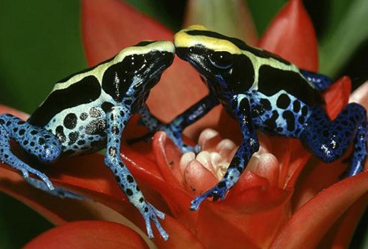 Ếch phi tiêu độc: Từ "vua độc dược" đến thú cưng hút hồn, tại sao con người lại muốn nuôi chúng?