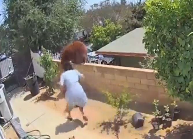 CLIP: Thiếu nữ 17 tuổi tay không đánh đuổi gấu nâu để bảo vệ thú cưng và cái kết đáng tự hào