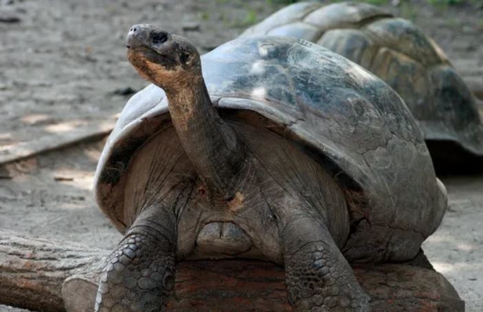 Rùa khổng lồ Galapagos lần đầu làm mẹ ở tuổi 100 tại Vườn thú Philadelphia