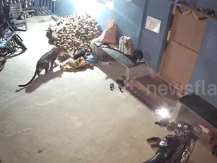 CLIP: Báo hoang đột nhập nhà dân, ra tay chớp nhoáng bắt chó trong tích tắc