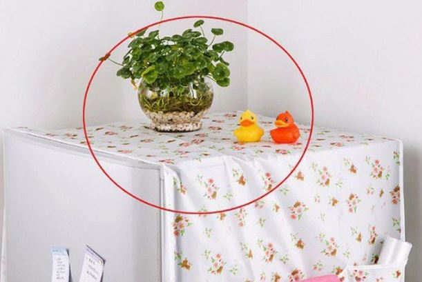 3 thói quen nguy hại cho tủ lạnh, đừng để lâu kẻo tốn tiền điện và làm hỏng thiết bị