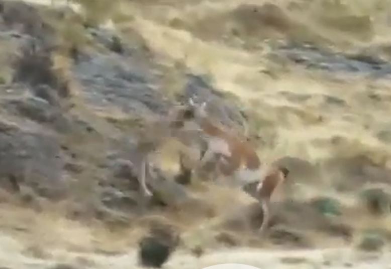 CLIP: Đi săn lạc đà, báo sư tử bị con mồi 'hành' cho thừa sống thiếu chết