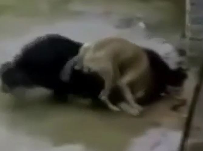 CLIP: Đụng độ ngao Tây Tạng, chó Pitbull nhận cái kết thê thảm