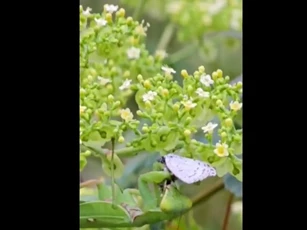 CLIP: Choáng ngợp trước pha săn mồi thần tốc của bọ ngựa