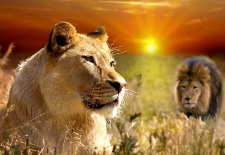 Mạnh mẽ là thế nhưng tại sao hổ và sư tử chỉ giao phối 30 giây?