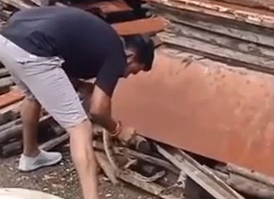 CLIP: Dùng tay không bắt rắn cực độc, người đàn ông nhận cái kết đầy đau đớn