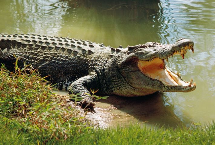 Tranh cãi cá sấu có lưỡi không? Câu trả lời khiến nhiều người 'sốc'