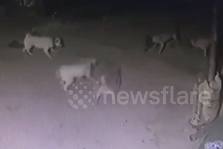 CLIP: Một mình đối đầu với sáu con chó nhà, rắn hổ mang nhận cái kết thê thảm