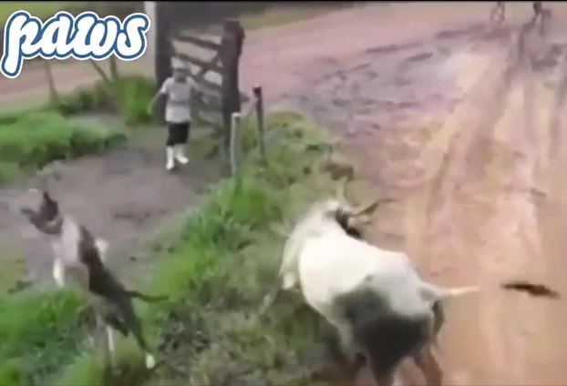 CLIP: Ch&#x1EE7; &#x111;&#x1ED9;ng l&#x1EA1;i c&#x1EAF;n b&#xF2; &#x111;&#x1EF1;c, ch&#xF3; nh&#xE0; k&#x1EBB; b&#x1ECB; &#x111;&#xE1;, con b&#x1ECB; h&#xFA;c v&#x103;ng l&#xEA;n kh&#xF4;ng trung