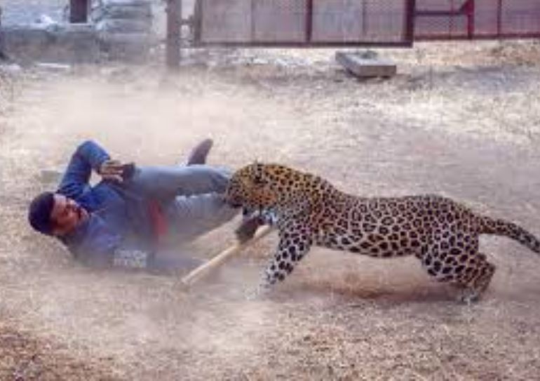 Người đàn ông dũng cảm một mình đánh bại báo dữ để cứu chó cưng