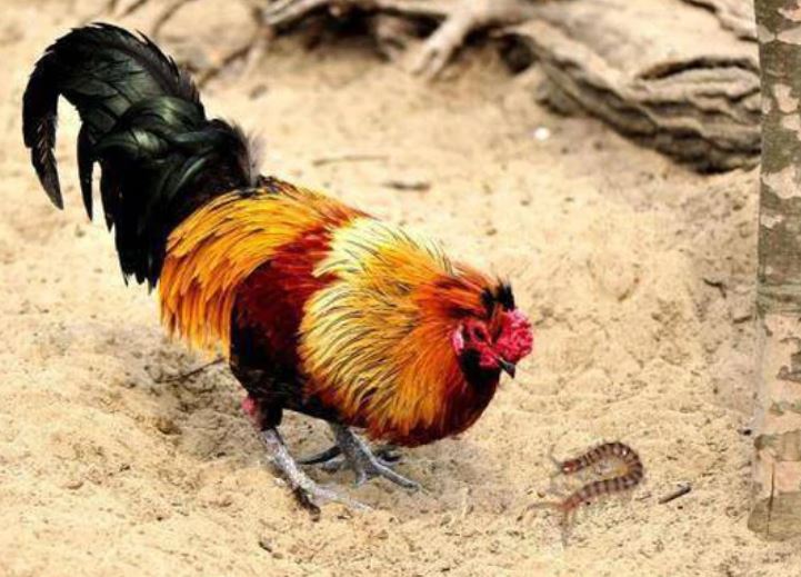 Rết - Kẻ nằm trong 'ngũ độc' nhưng lại khiếp sợ loài gà: Vì sao?
