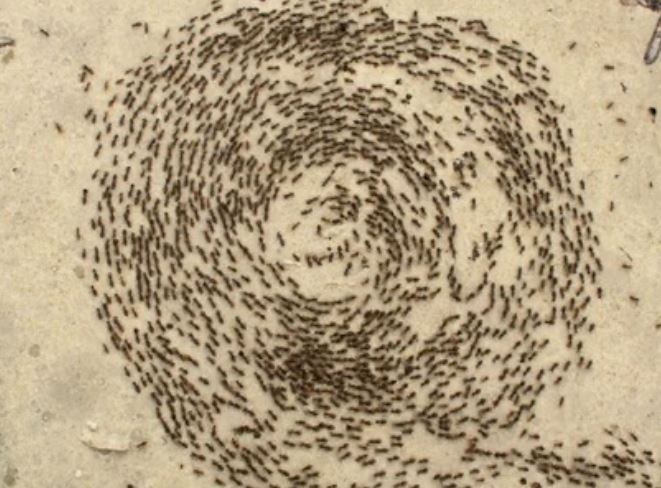 Vì sao vẽ một vòng tròn lại nhốt được kiến?