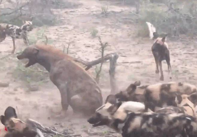 CLIP: Bụng mang dạ chửa, một mình linh cẩu chiến đấu với đàn chó hoang và cái kết