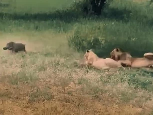 CLIP: Bầy sư tử ngạc nhiên, ngơ ngác khi con mồi chạy qua trước mặt