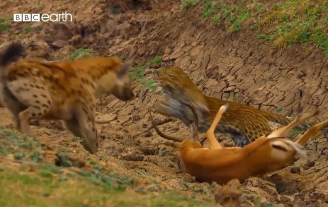 CLIP: Vừa săn được linh dương, báo hoa mai bị linh cẩu 'tranh công' nhưng cái kết của con mồi mới 'sốc'