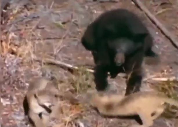 CLIP: 'Lỡ tay' tát báo sư tử con, gấu đen lập tức 'nhận quả báo' từ phụ huynh kẻ thù