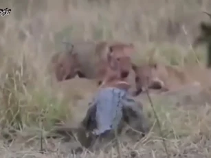 CLIP: Cuộc đụng độ nghẹt thở giữa cá sấu và bầy sư tử