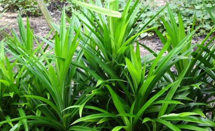 Lá dứa  “thần dược” dễ tìm trong vườn nhà, hiệu quả bất ngờ cho sức khỏe