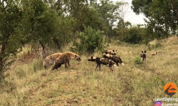 CLIP: Linh cẩu tháo chạy sau cuộc chạm trán kịch tính với đàn chó hoang châu Phi
