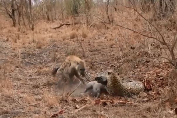 CLIP: Báo hoa mai chật vật hạ sát lợn bướu, linh cẩu thừa cơ ‘xẻ thịt’ con mồi