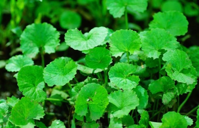 5 loại rau dại quen thuộc, được lương y trân trọng như những vị thuốc quý