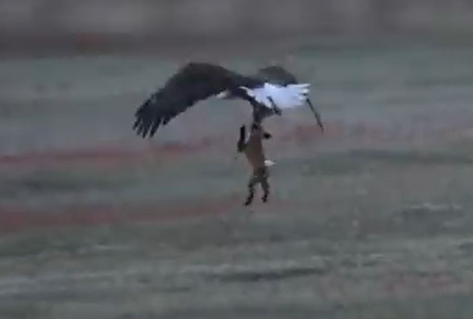 CLIP: Vừa săn được thỏ, cáo đỏ bị đại bàng tóm được và cái kết