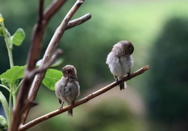 Vì sao chim ngủ trên cành cây mà không bị ngã? Bí mật nằm ở đôi chân 'khóa an toàn' đặc biệt