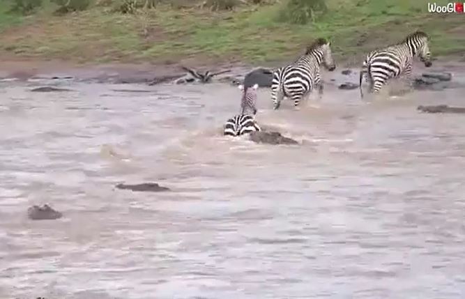 CLIP: 'Nín thở' xem đàn ngựa vằn vượt sông đầy cá sấu