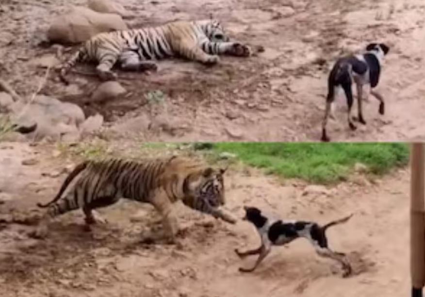 CLIP: Thấy hổ dữ nằm ngủ, chó nhà 'ra oai' cất tiếng sủa và cái kết... mất mạng