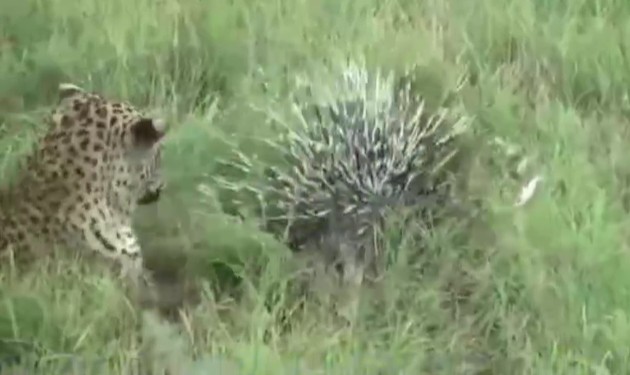 CLIP: Báo đốm nhận bài học đau đớn khi đùa nghịch với nhím