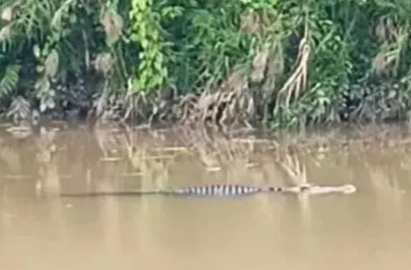 Người đàn ông 49 tuổi bị cá sấu tấn công tử vong khi đang mò sò trên sông ở Indonesia