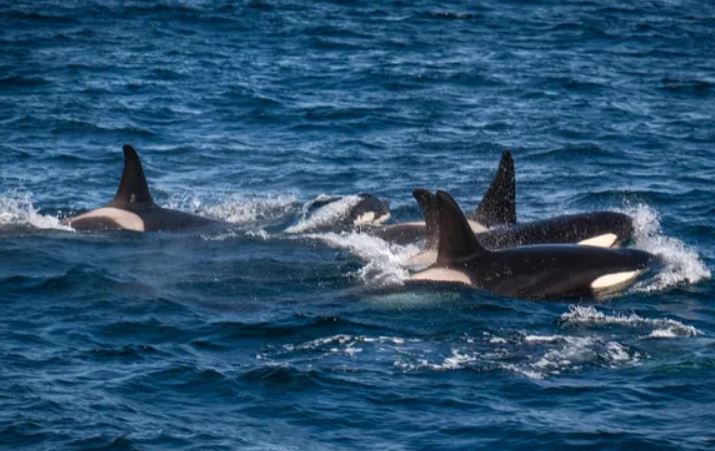 Hiếm thấy: Hơn 60 cá voi sát thủ hợp sức hạ gục cá voi xanh lùn ngoài khơi Tây Australia